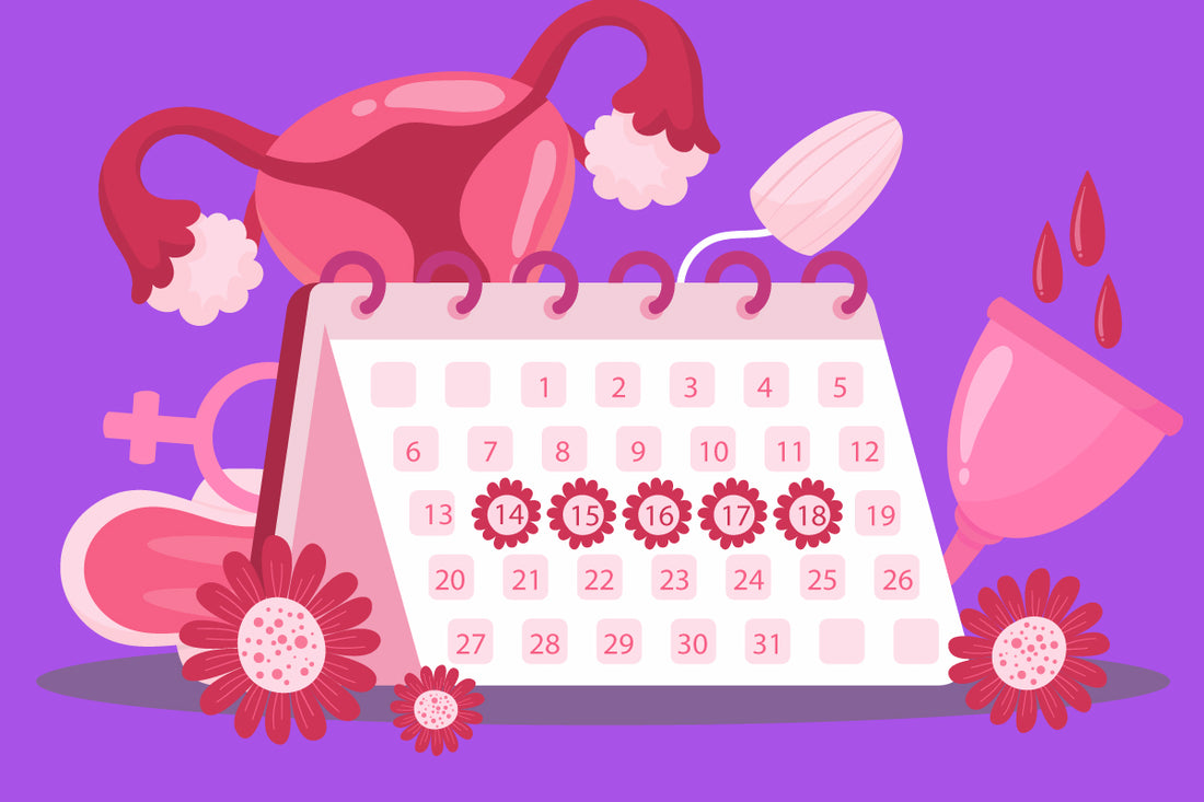 menstruation-fertility-2